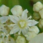 Hydrangea cinerea Flower