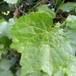 Pavonia burchellii Leaf