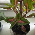 Coleus decurrensList