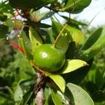 Sonneratia caseolaris Frukt