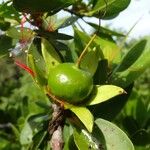 Sonneratia caseolaris Fruit