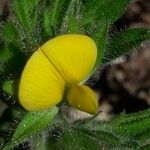 Ononis pubescens Blomma