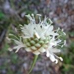Cephalaria leucantha Blüte
