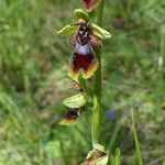 Ophrys insectifera Hábito