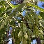 Fraxinus angustifolia Owoc