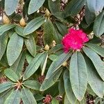Rhododendron arboreum Fiore