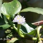 Pontederia rotundifolia Кветка