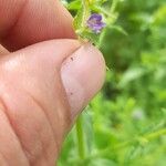 Stemodia durantifolia Flower