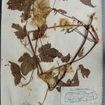 Clematis connata Otro