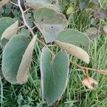 Piliostigma thonningii Φύλλο