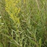 Solidago speciosa 叶