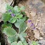 Primula marginata पत्ता