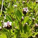 Phyla nodiflora Flower