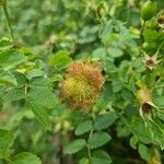 Rosa roxburghii Fruit