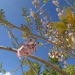 Gliricidia sepium Flower