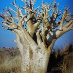 Cyphostemma currorii Vivejo