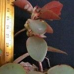 Codonanthe macradenia Fruto