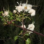 Clematis pauciflora Цветок