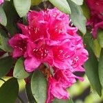 Rhododendron ferrugineum Arall