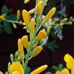 Genista monspessulana Flor