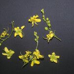 Cassia spruceana Other