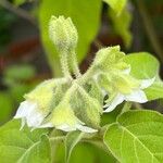 Solanum abutiloides Flor