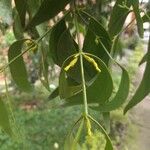 Phoradendron piperoides Fruit