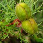 Paeonia tenuifolia Frucht