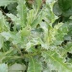 Cirsium arvense Leaf