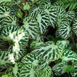 Begonia imperialis Habit