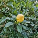 Solandra grandiflora Floare