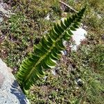 Polystichum lonchitis Buveinė