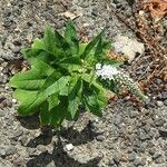 Lysimachia clethroides Hábito