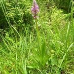 Orchis militaris Hábito