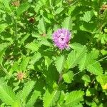 Centratherum punctatum Flower