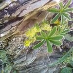 Alchemilla alpigena Квітка