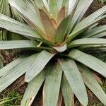 Vriesea imperialis Habit