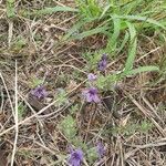 Dyschoriste oblongifolia Hábito