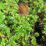 Acaena novae-zelandiae Habit