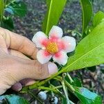 Clusia valerii Flower