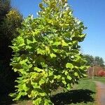 Magnolia macrophylla Leaf