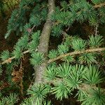 Larix kaempferi Лист