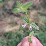 Scutellaria minor Folha