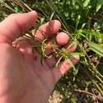 Coreopsis auriculata 叶