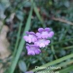 Chaenorhinum origanifolium Flower