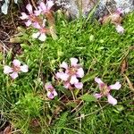 Saponaria pumila Flower