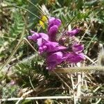 Oxytropis halleri