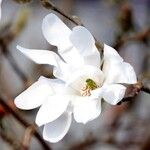 Magnolia stellata Цвят