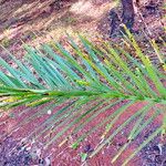 Pseudophoenix vinifera Blad