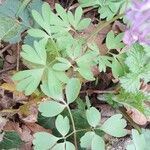 Corydalis solida Hoja